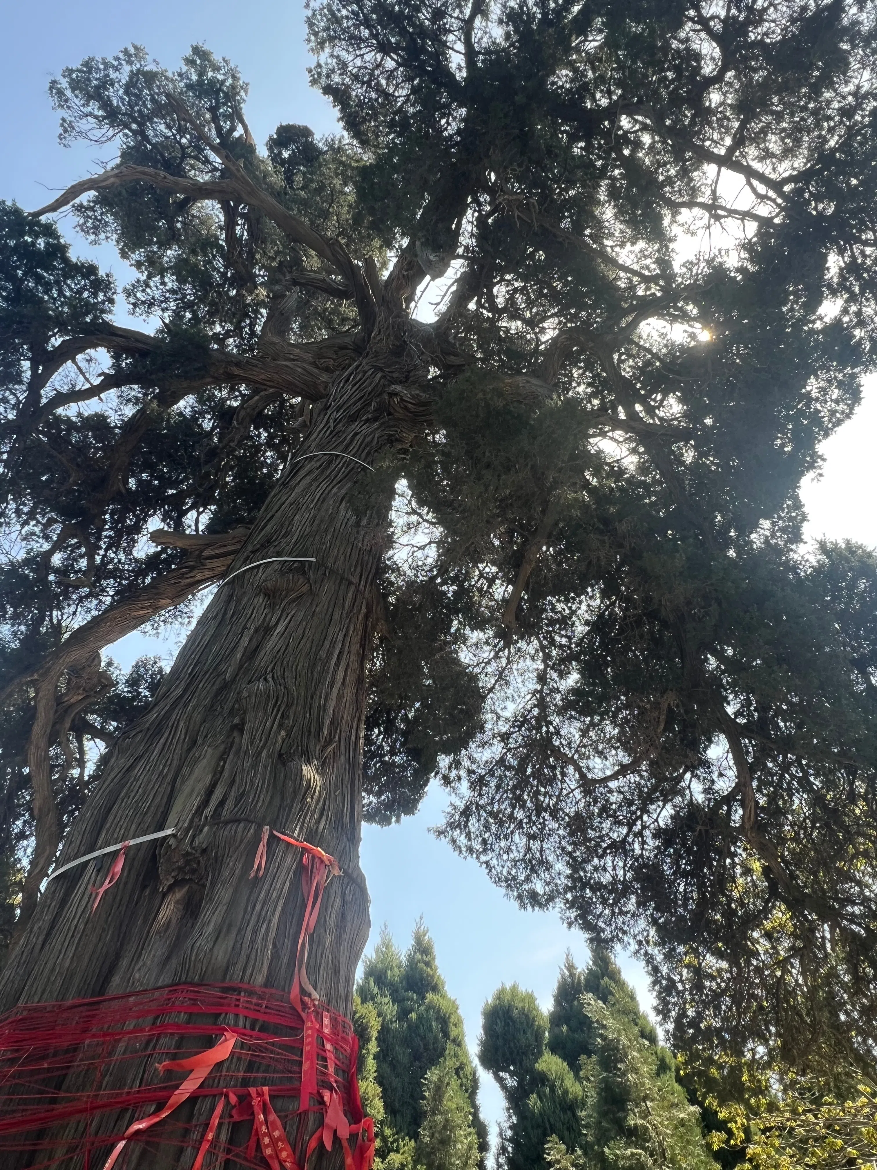 阳台宫院内的参天古树。（王振宇摄）