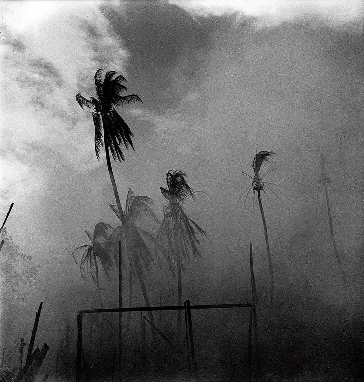 蔡斯民1961年拍河水山大火现场残存的五棵树。（受访者提供图片）