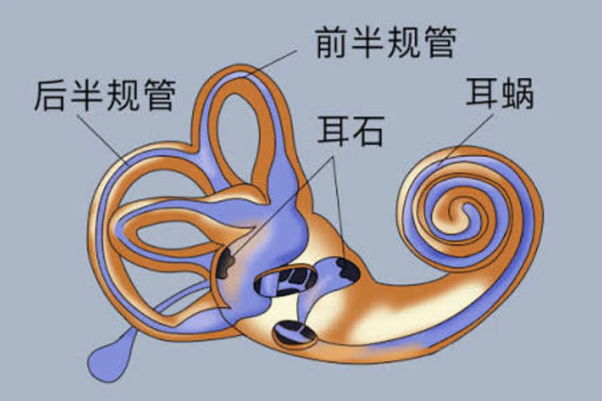 耳石是内耳中由碳酸钙结晶形成的微小颗粒，是人体感知平衡和空间位置的核心结构之一。（互联网）