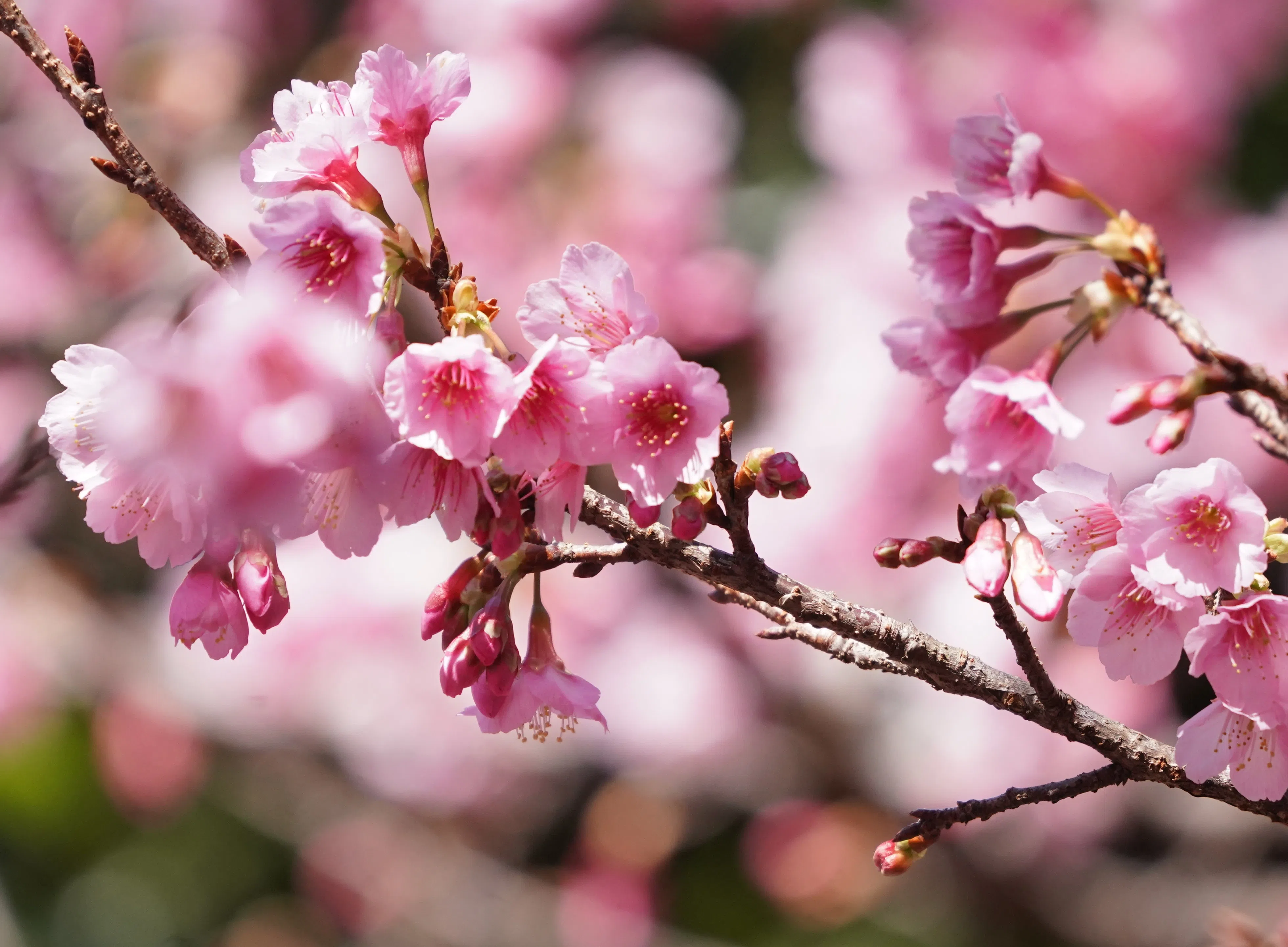 浅粉红色樱花。（作者提供）