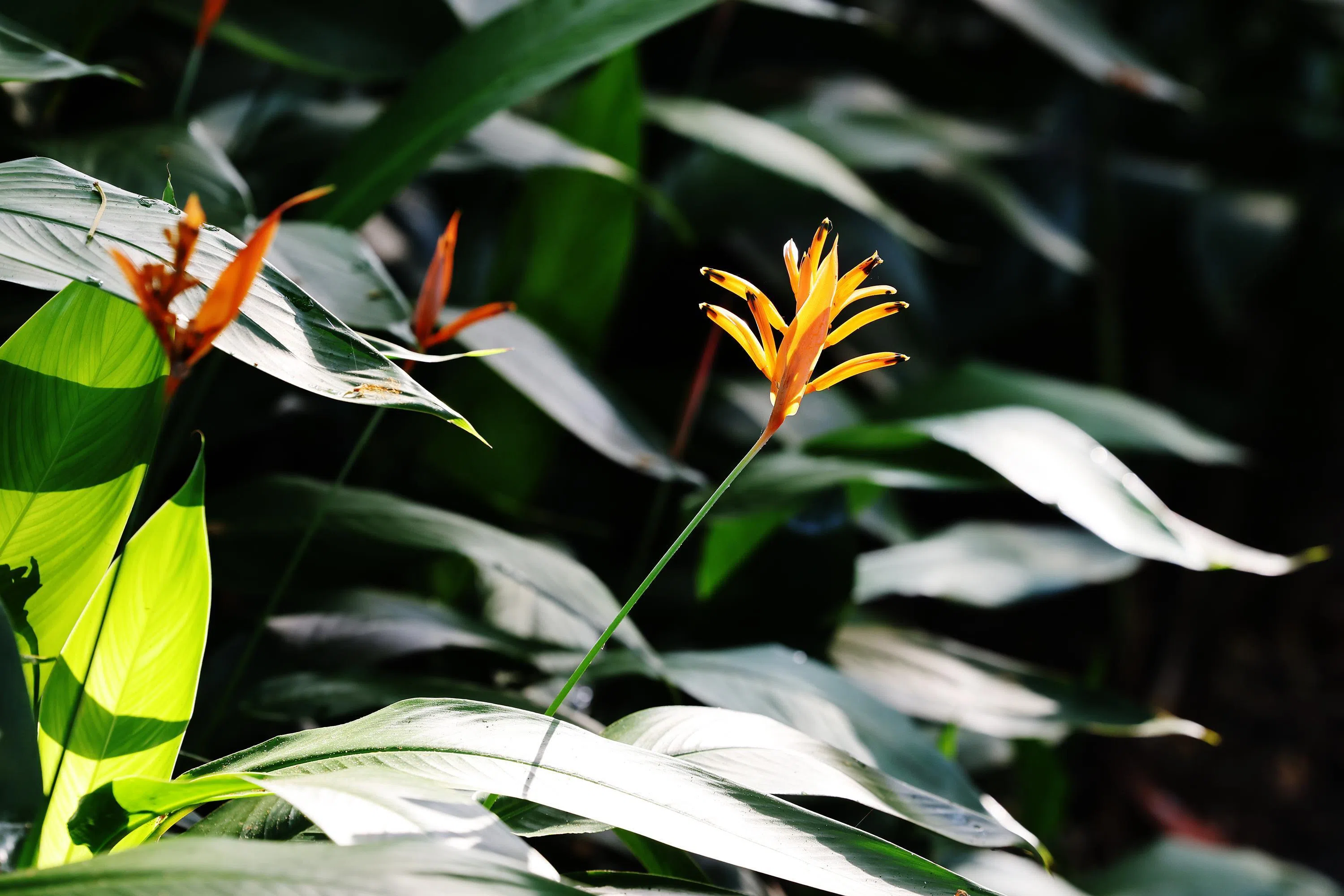 色彩鲜艳讨喜，细节与动态范围表现出色。（谢智扬摄）