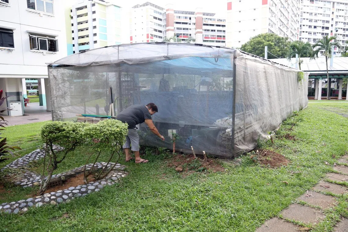 洪女士向《新明日报》记者解释，当天她们挖出木薯，再砍成小截，重新种在棚外其它地方，希望几个月后长出新木薯。（刘启成摄）