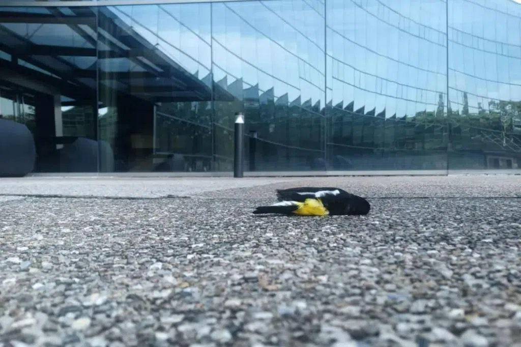 建亲自然城市 防鸟撞死亡事故