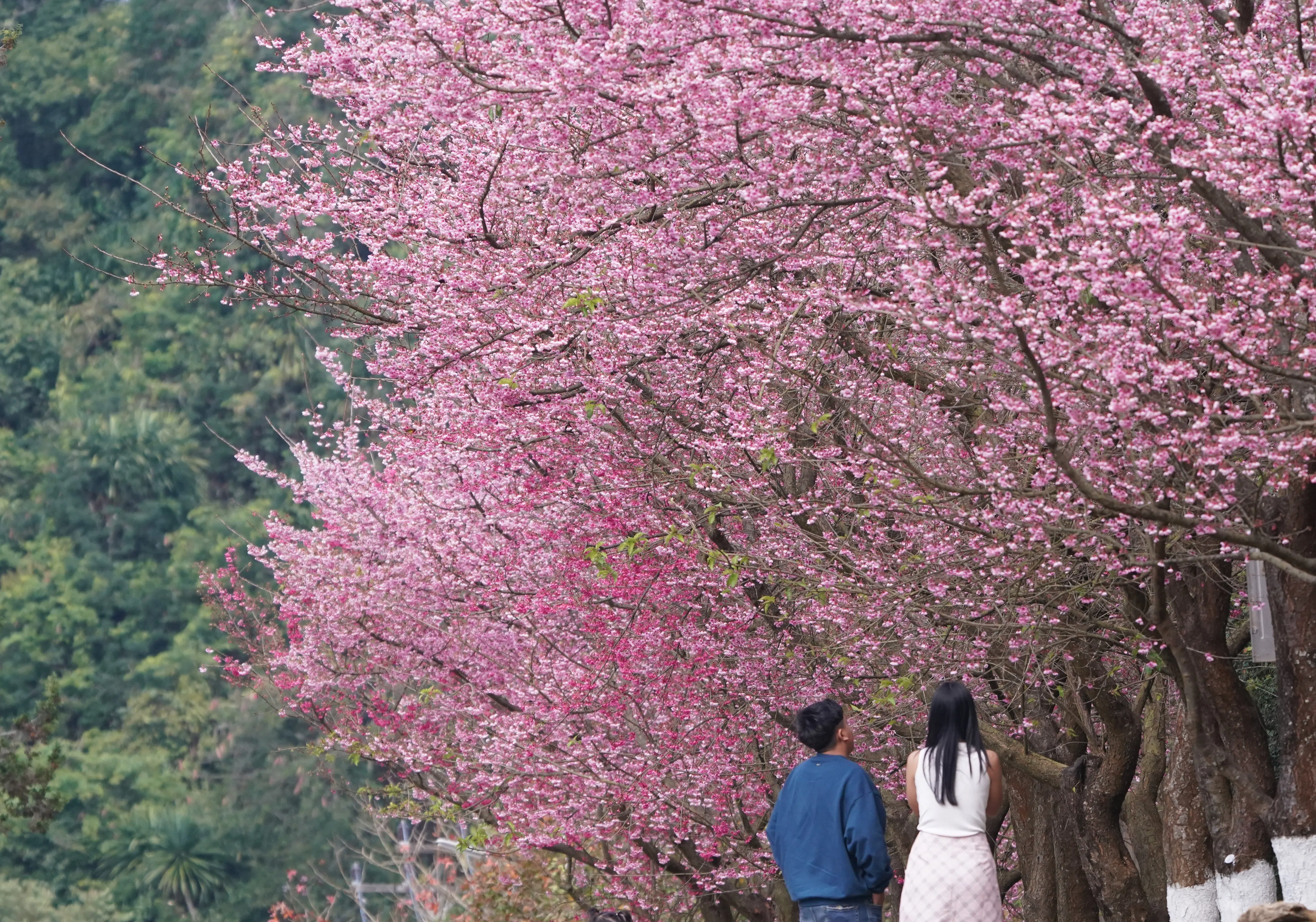 樱花树下浪漫一下。（作者提供）