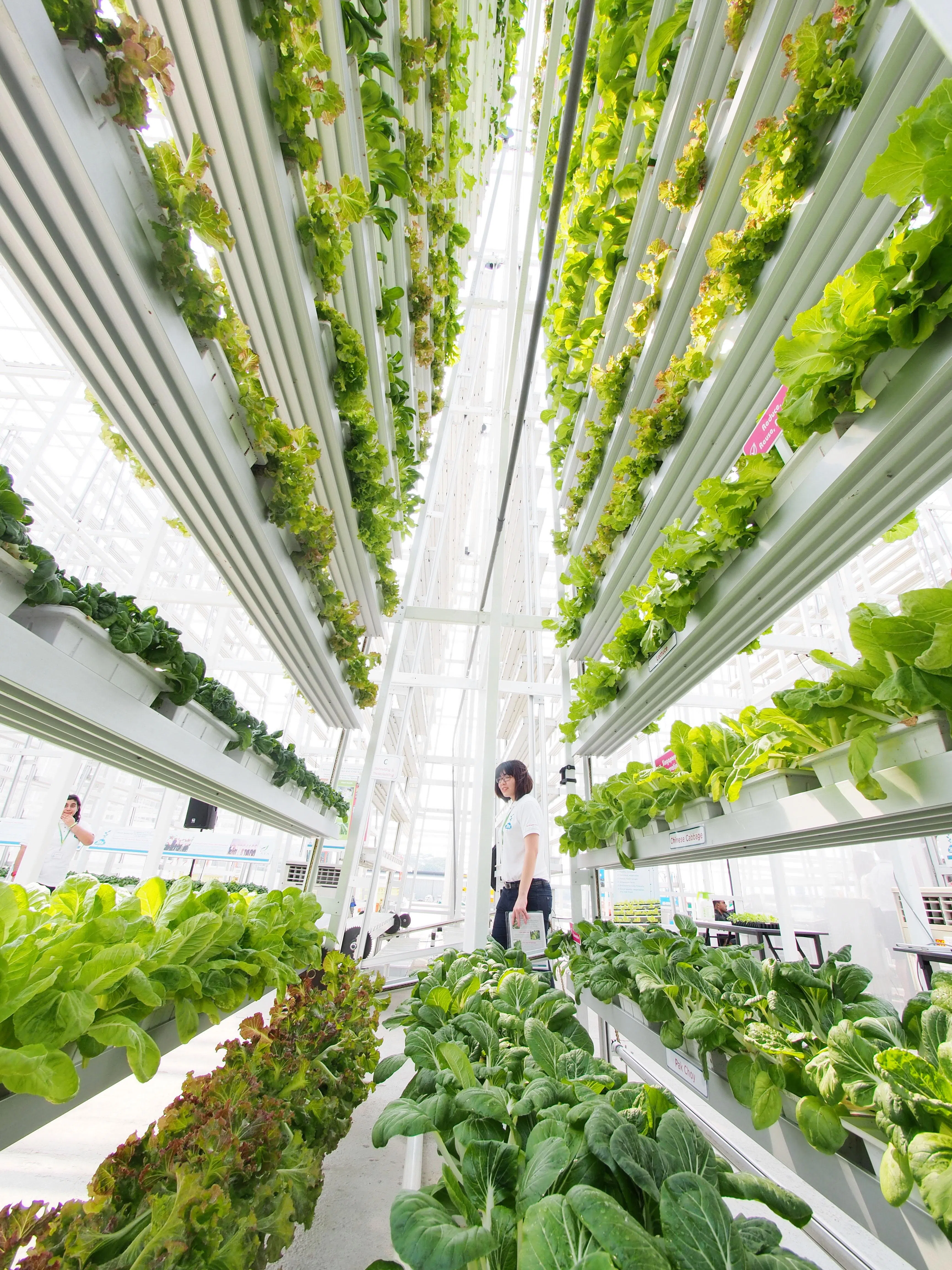设在林厝港的天鲜垂直农场于2012年10月24日开幕。（档案照片）