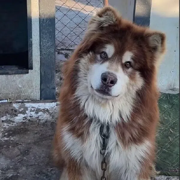 艾特可爱的样子受网民喜爱。（取自微博）