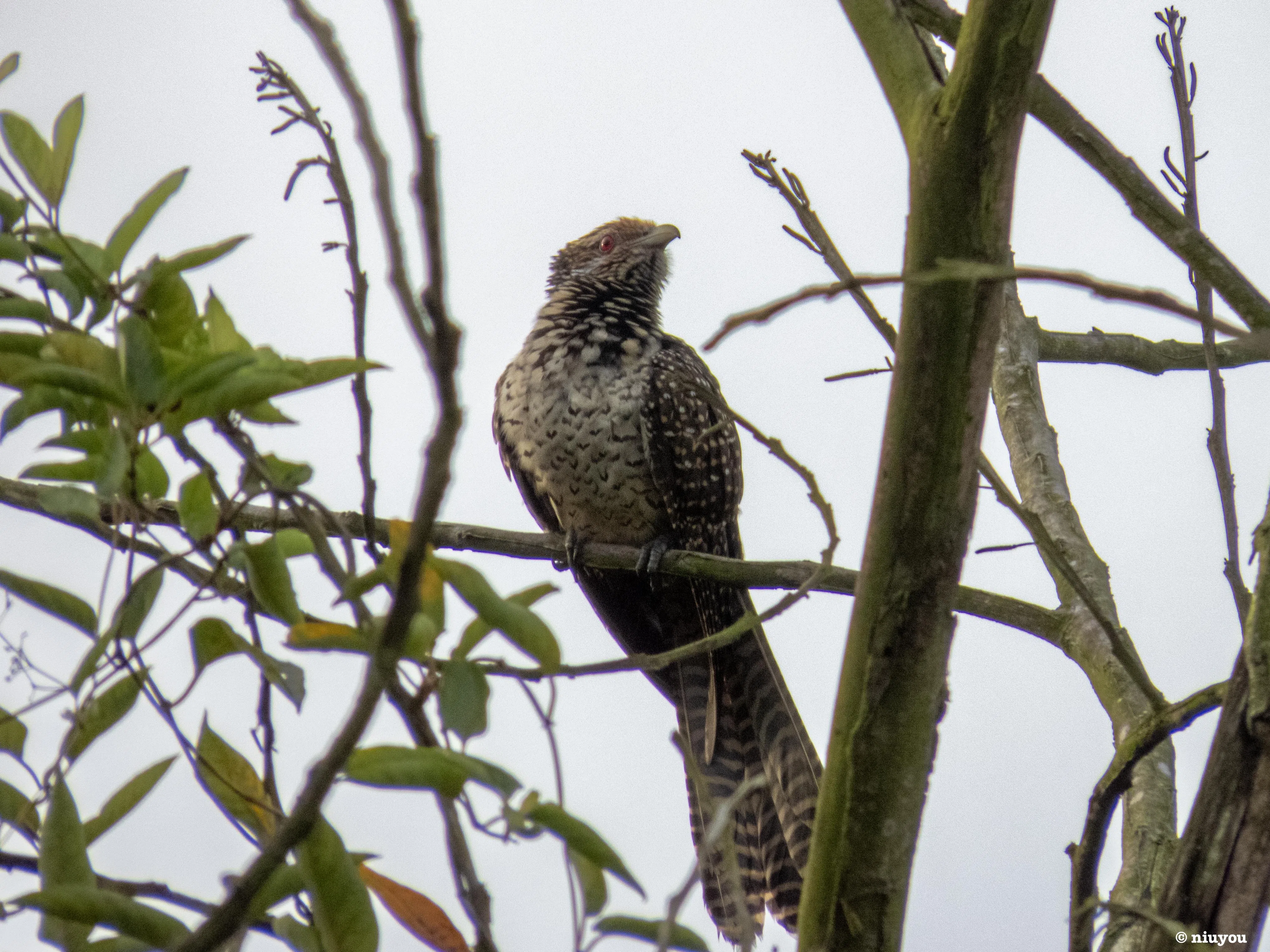 噪鹃四五十年前在新加坡并不普遍。（陈宇昕摄）