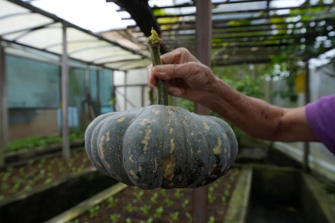 蔬菜园栽种的南瓜，长得肥美。（谢智扬）