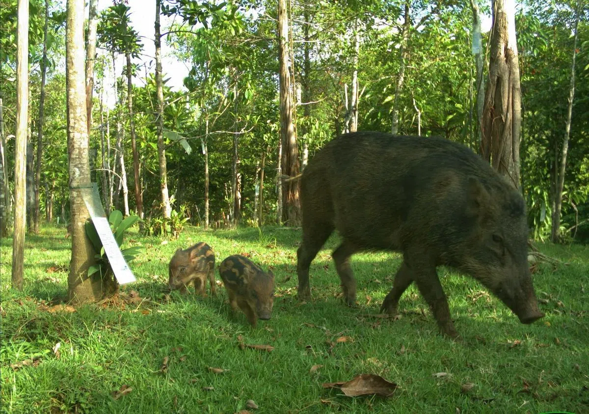 万态野生动物天桥上经常出现野猪。（万态保育集团提供）