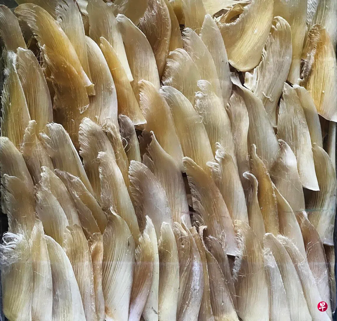 我国严厉打击无证进口受管制鲨鱼保护濒危动物| 联合早报