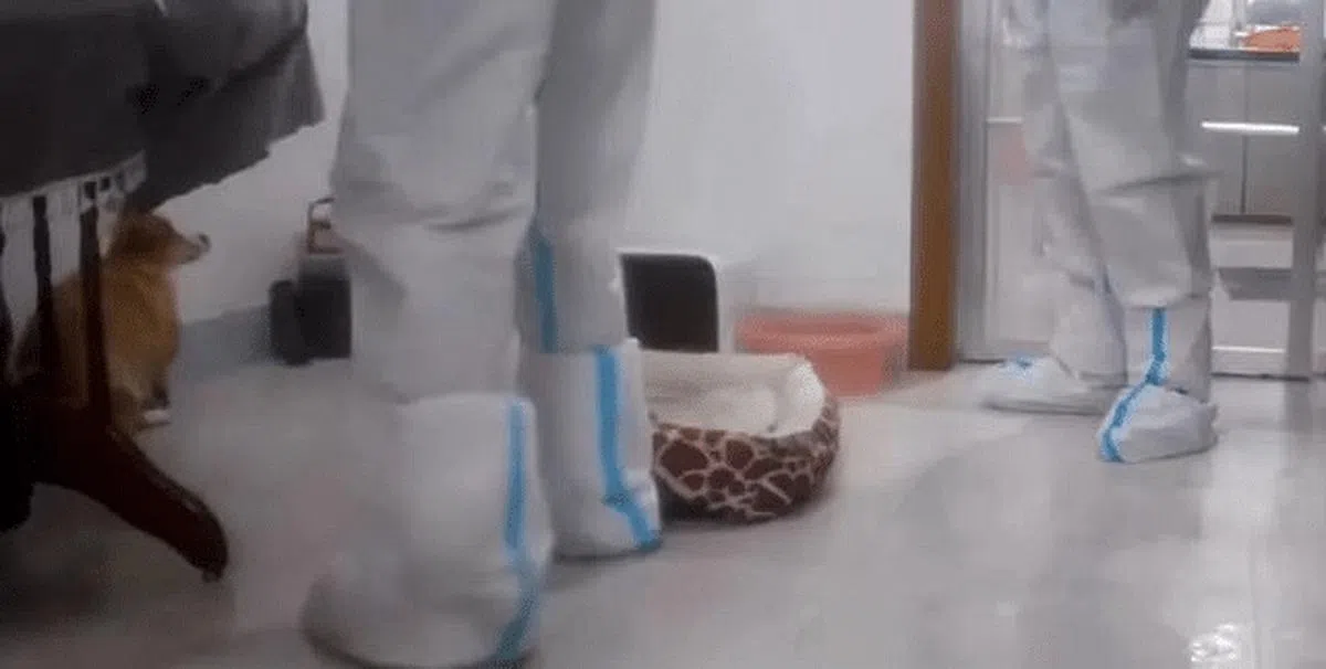 江西上饶市一名居民去年11月被带走集中隔离，家中监控视频显示，防疫人员撬门入室，用铁棍将她家里的柯基犬活活打死。（互联网）