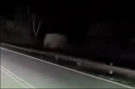 事发后，有网民在事故现场附近，发现一头大象站在栏杆外凝望公路方向，猜测是刚失去小象的母象回到现场悼念孩子。（网络视频截图）