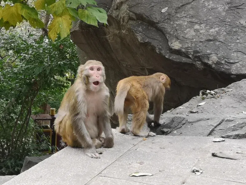 花果山上的野生猕猴。（作者提供）