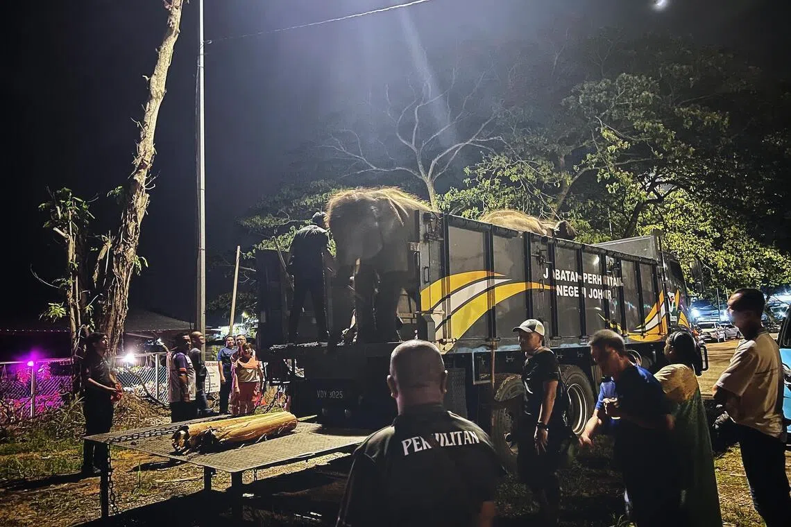 马来西亚哥打丁宜柔佛大象保护区的两头大象，今年9月底在柔佛州参与大象保护宣传活动。活动结束后，马国野生动物保护局官员将它们装上卡车，运回保护区。（档案照片）