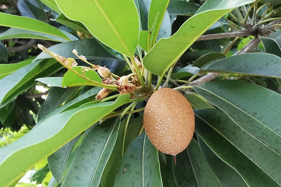 人心果别称仁心果、赤铁果。（夏心摄）