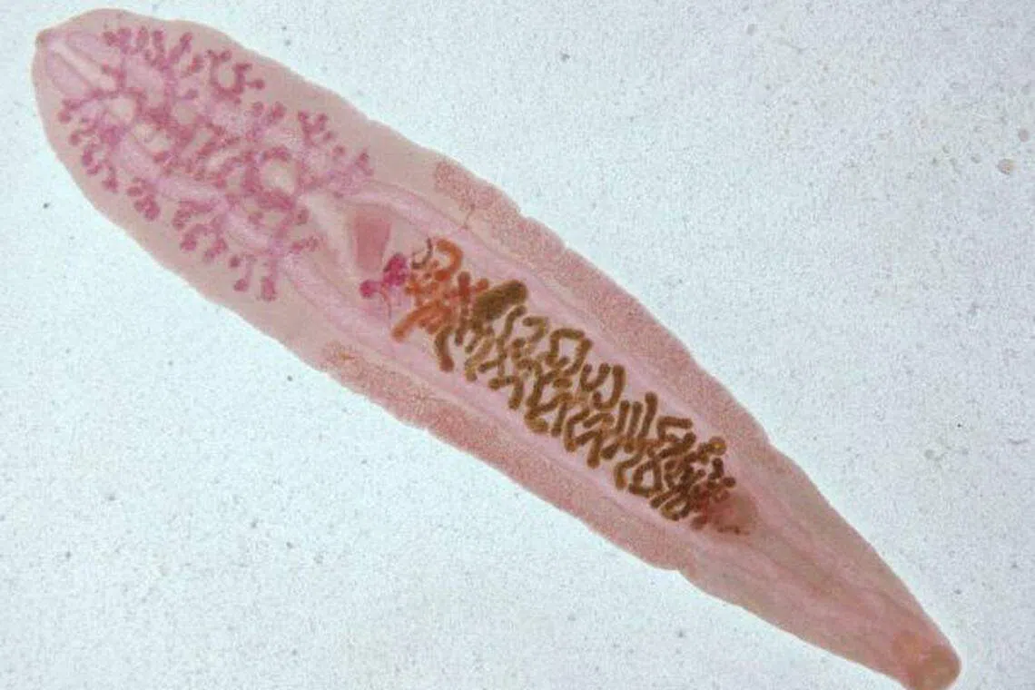 中华肝吸虫寄生于人或哺乳动物的肝胆管内。（互联网）