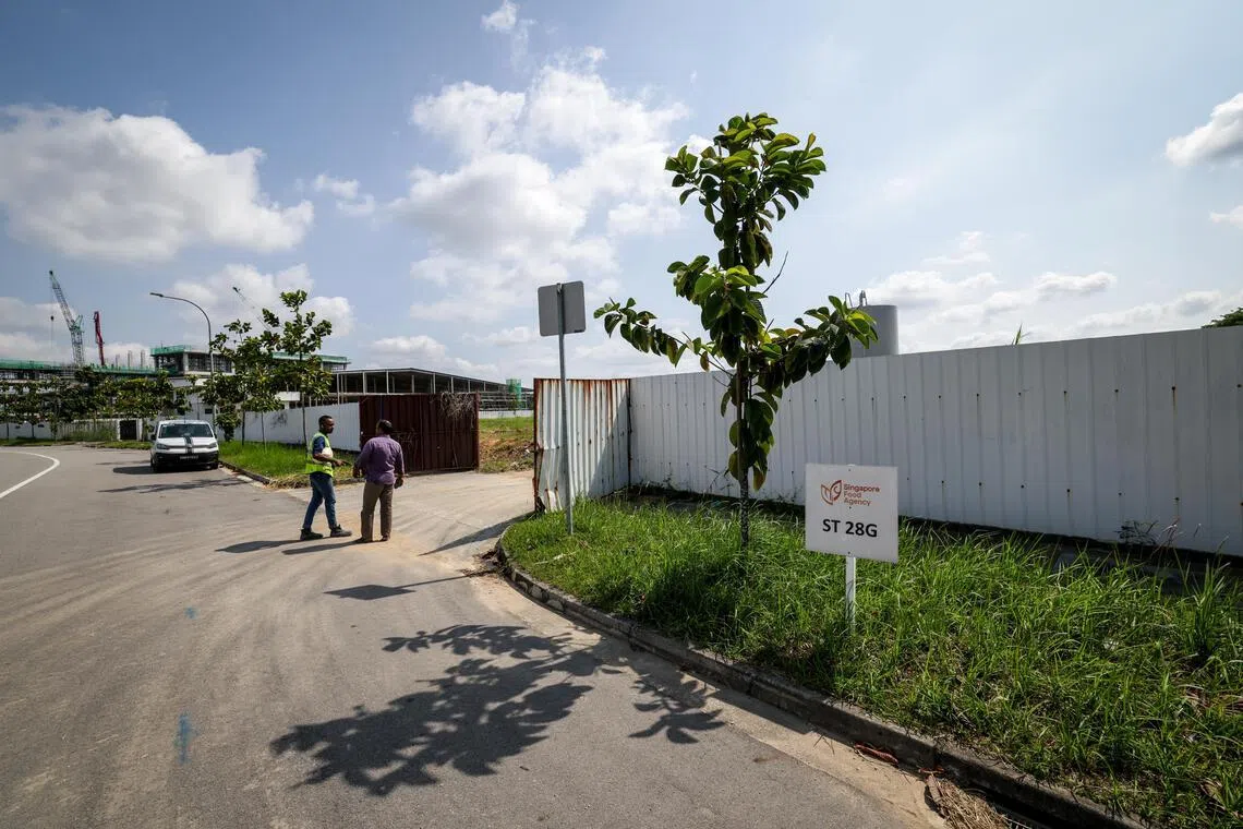 Artisan Green新农场位于双溪登加路，占地2公顷，预计明年第一季建成。（叶振忠摄）