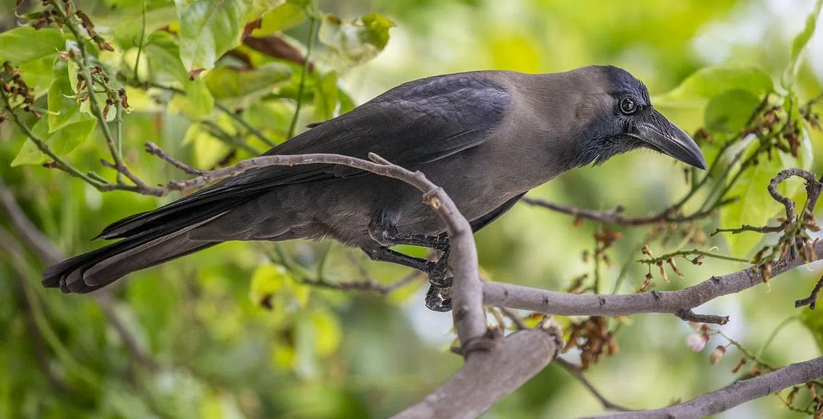 乌鸦是非常聪明的动物，其智力相信只逊于灵长类动物。（何家俊摄）