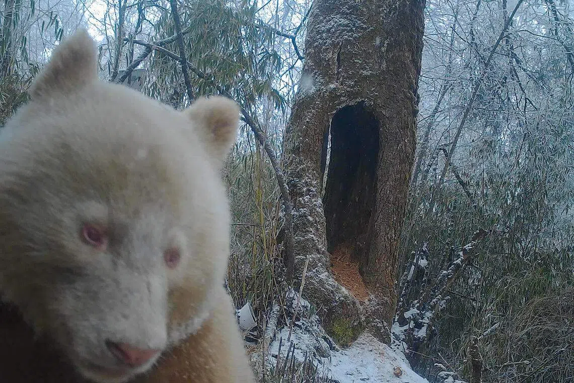 一张酷似白色大熊猫自拍照的照片显示，白色大熊猫通体呈白色，眼睛为红色。（新华社）