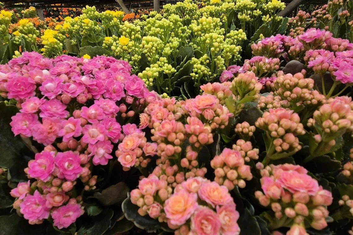 万紫千红象征健康长寿，吉祥如意。（林弘谕摄）