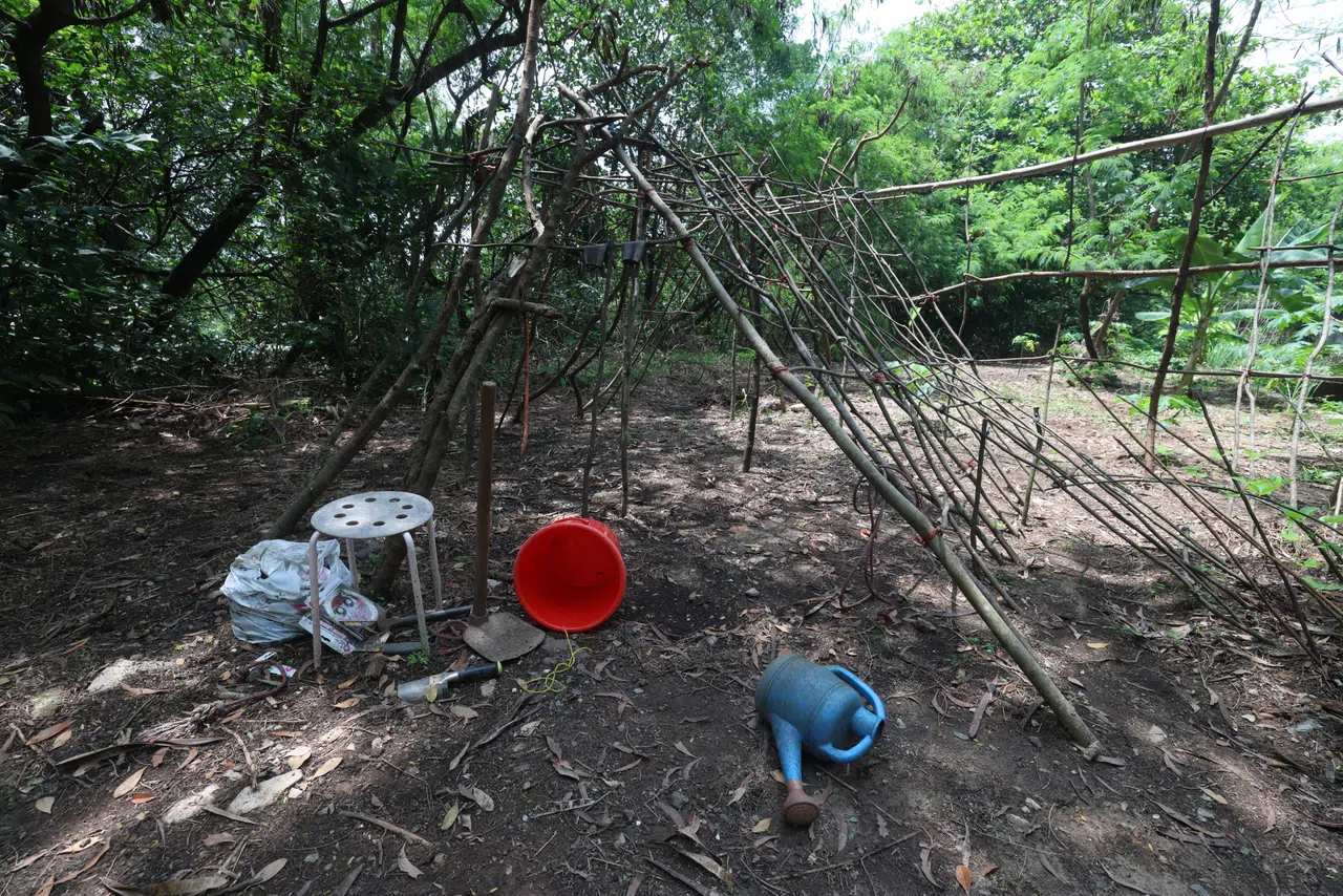 菜园里地面散落凳子、水桶等物件，同时搭建了架子，以种植藤曼作物。（郑一鸣摄）