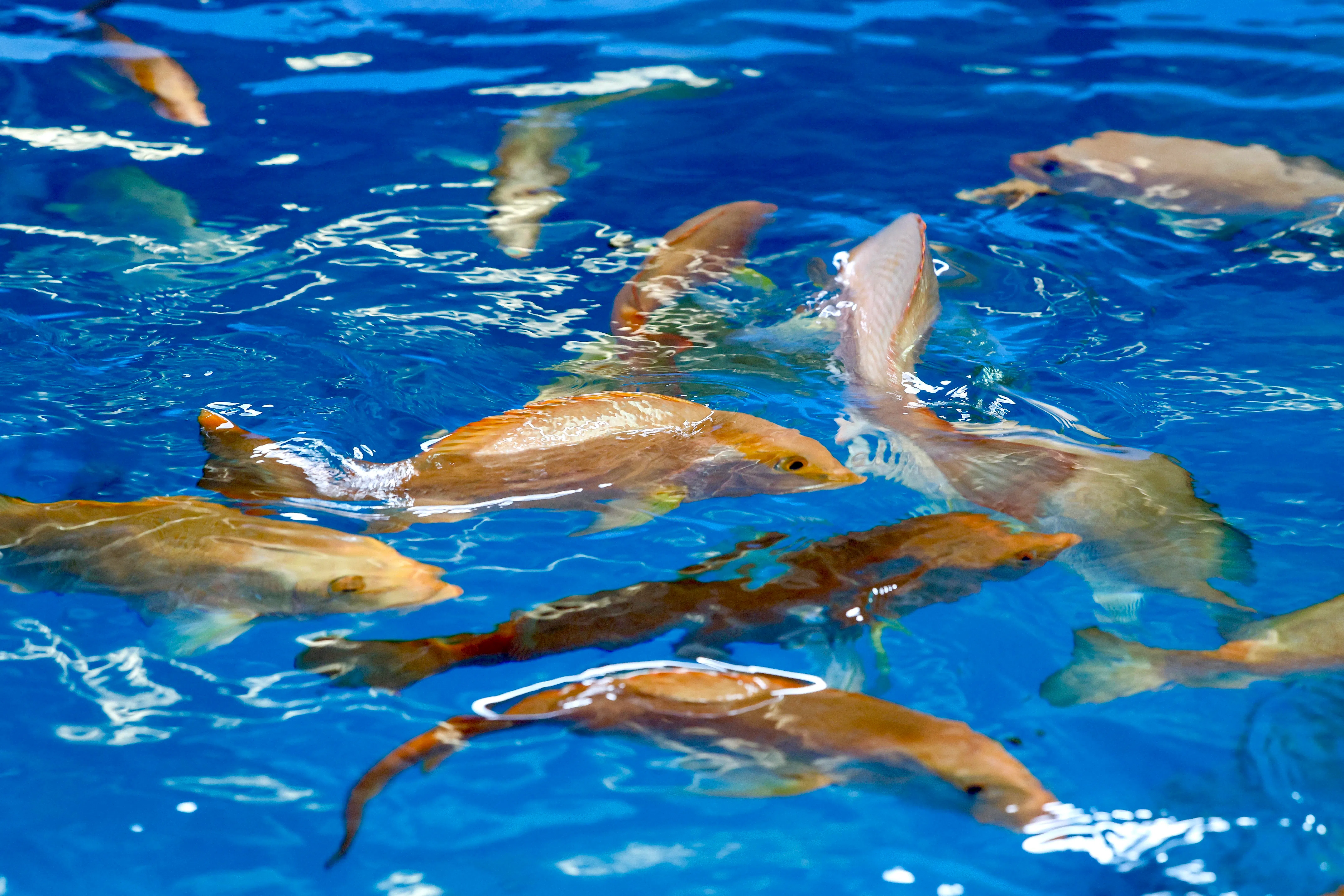 养殖中心尝试在室内培育红鲷鱼，不同于目前市场上在户外池塘或外海养殖的办法。（陈斌勤摄）