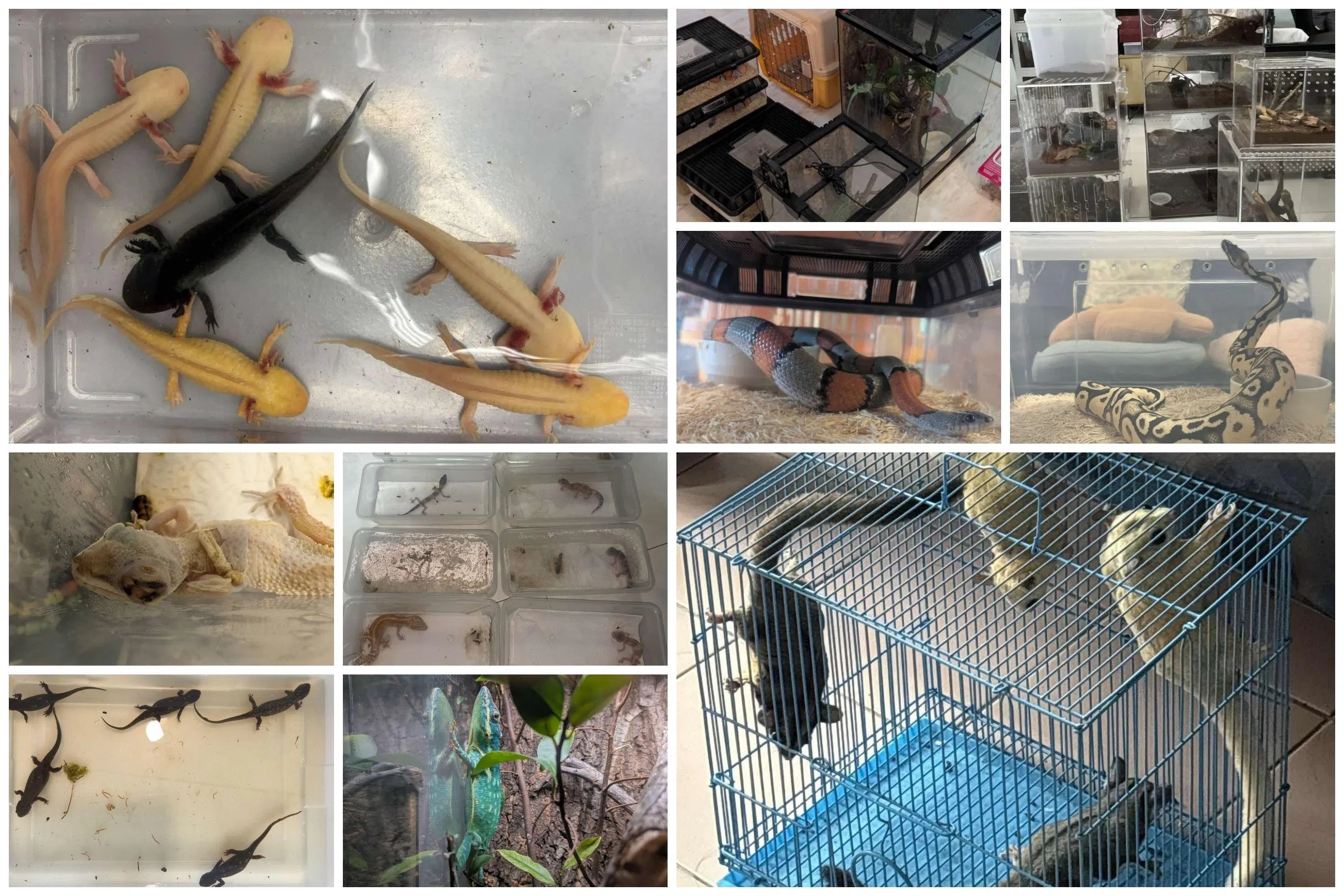 其中一些动物被饲养在打包食物用的一次性塑料盒里，活动空间不足、通风不良，一些则缺乏充足的食物和水。（国家公园局提供）