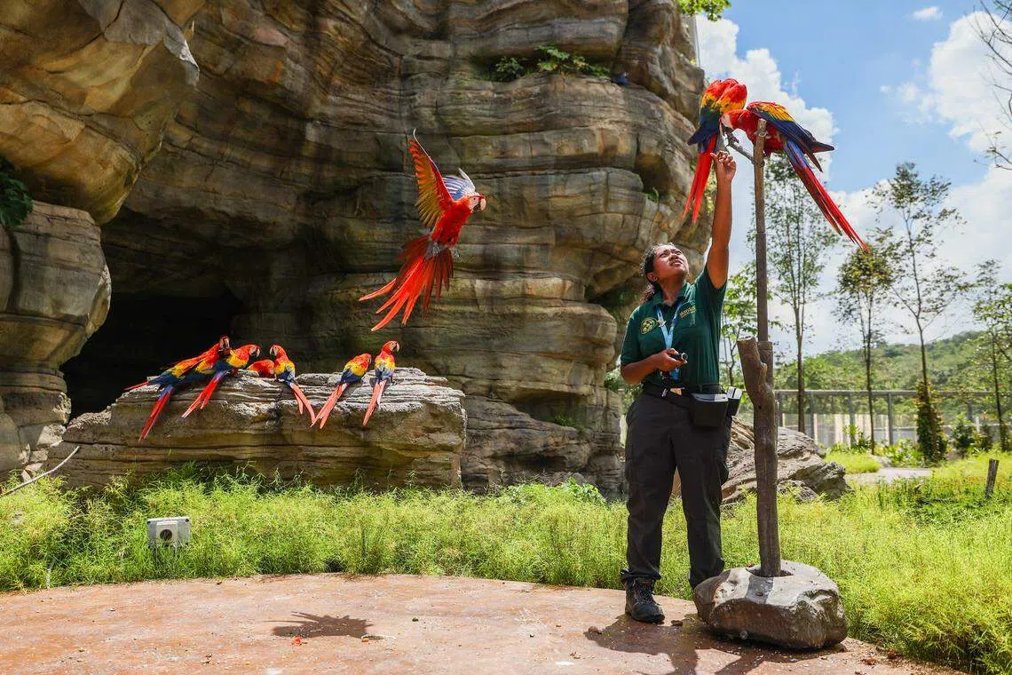 为让不同鸟舍的飞禽知道饲养员在召集它们，饲养员改用有不同声响的蜂鸣器召集飞禽，例如，丰隆基金绯红湿地的饲养员会用蜂鸣器和奖励，训练绯红金刚鹦鹉到新的访客互动地点。（白艳琳摄）