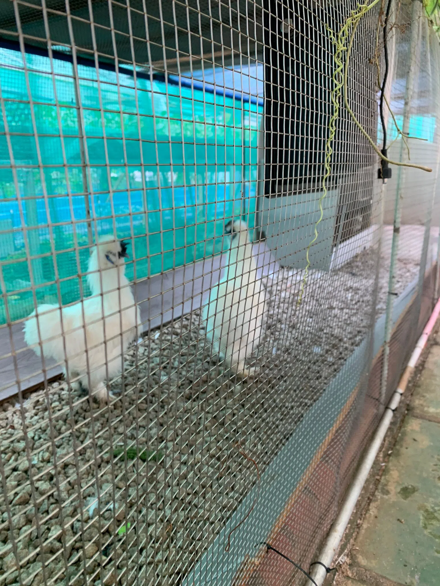 白白胖胖的美国乌鸡因为吵闹的啼声而被送走。（受访者提供）