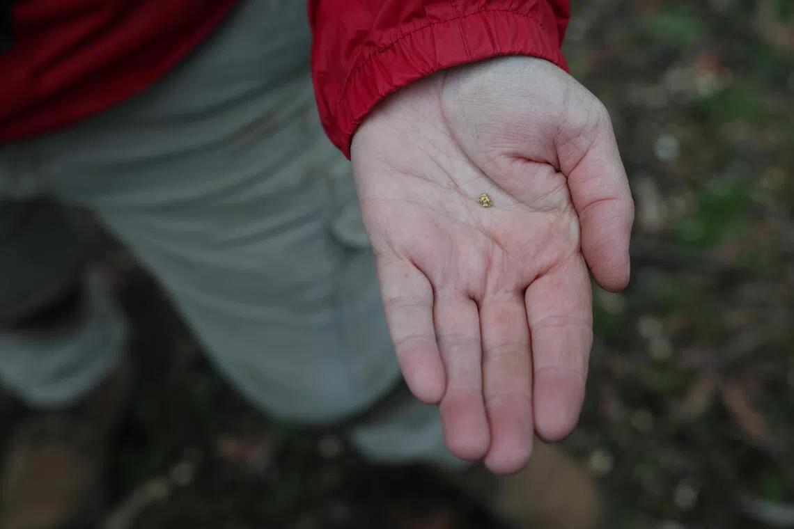 普兰姆里奇采到的“金块”虽只是米粒般大，但对她而言价值百万。（路透社）