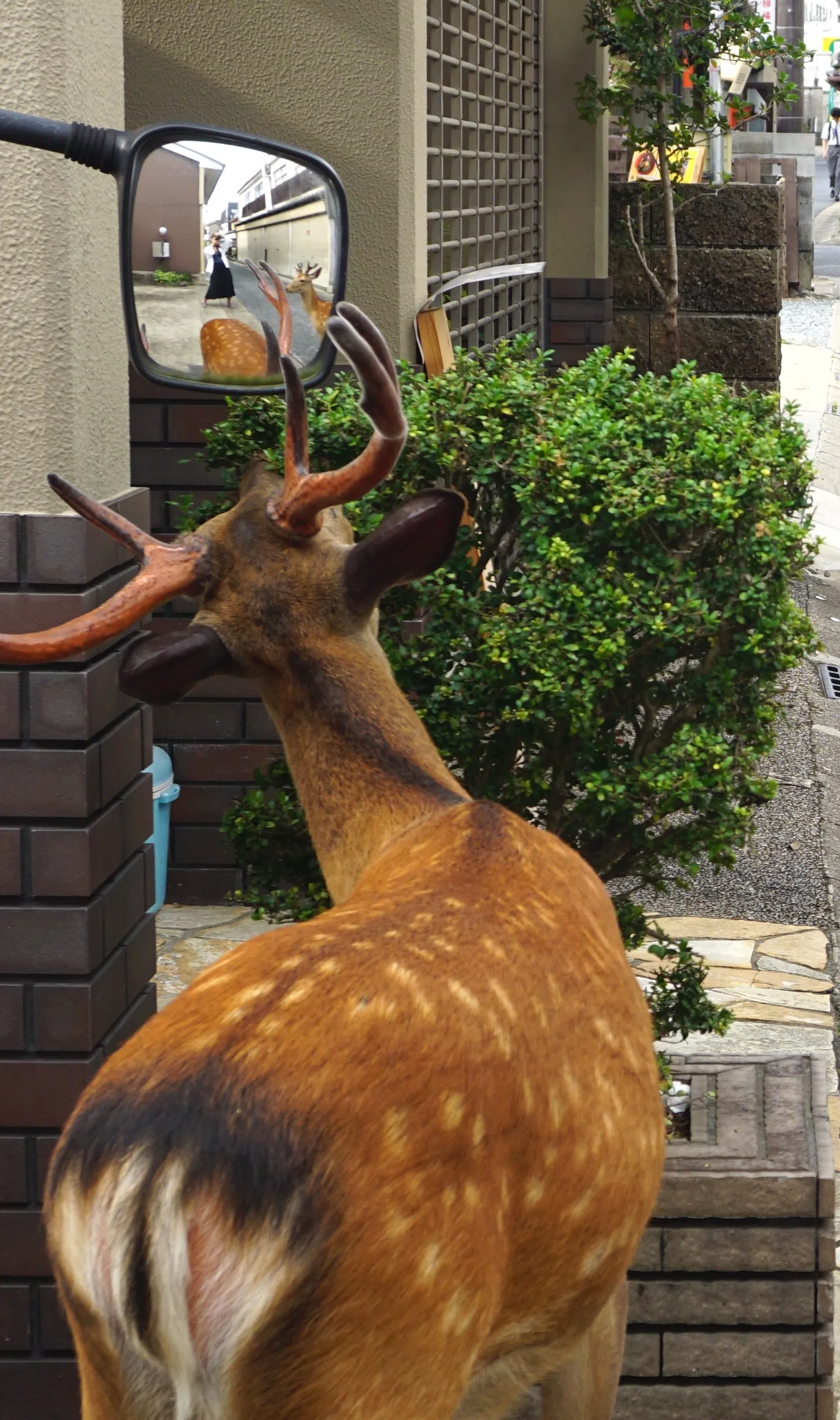 A chance encounter with a deer in the lanes of Naramachi.（Photo: Ye Huanling）