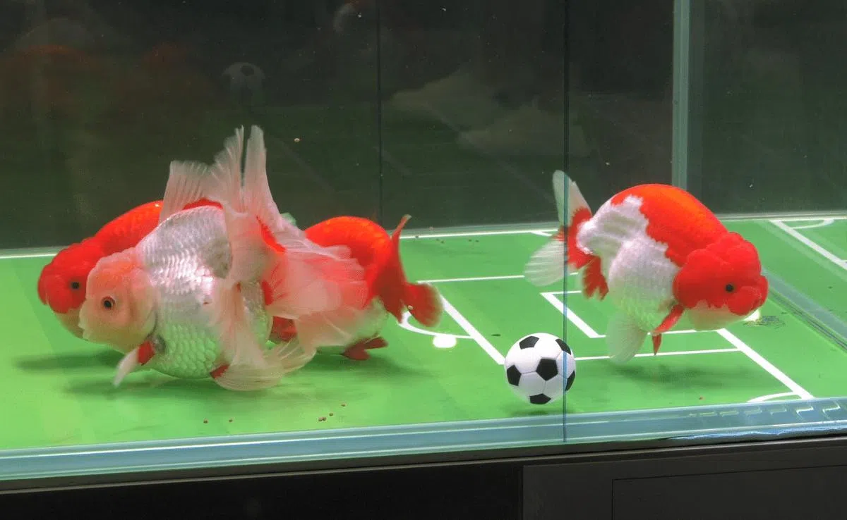 八尾金鱼也在现场为世界杯“测球”。（视频截图）