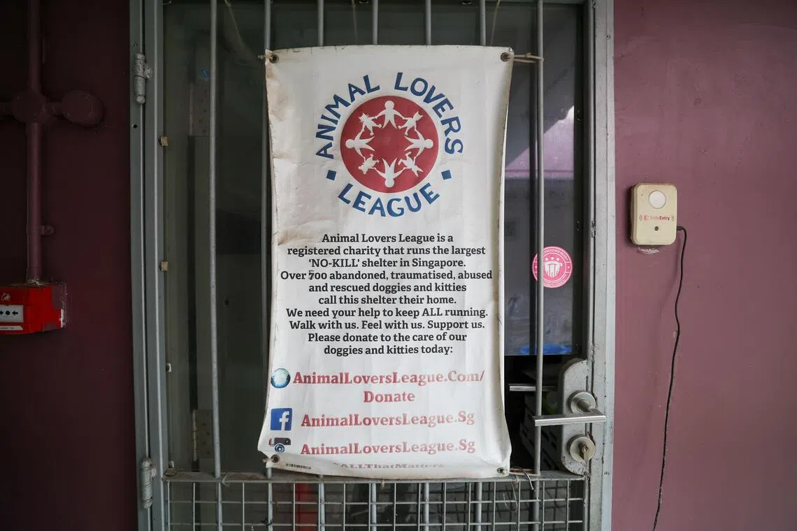 动物热爱者协会是本地规模最大的动物福利机构之一，成立于2002年，并在2015年1月起注册成为慈善机构，定期向公众募集资金。（吴先邦摄）