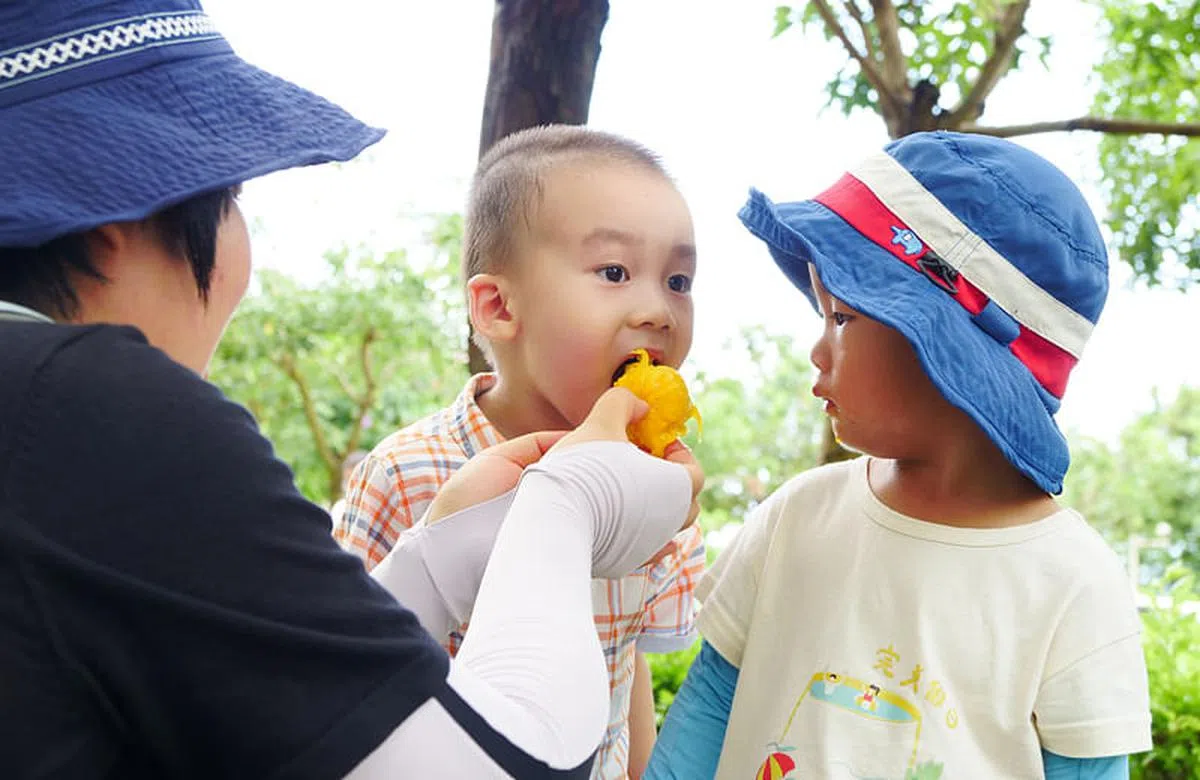 台山核电合营公司14日在官方微信号“台核故事”发文，称留守台山核电基地的员工在端午节享用了粽子餐，又有员工与家属从宿舍楼前的芒果树采摘芒果食用。（微信号“台核故事”）