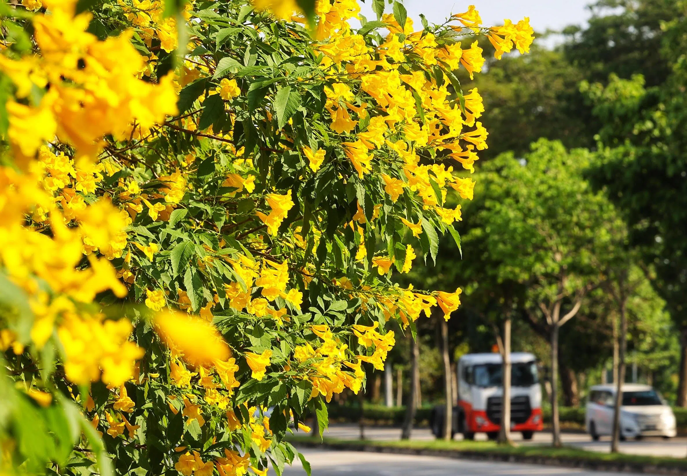 除了风铃木，金黄色的黄钟花也在这个季节绽放，点缀了实里达西连路的道旁。（萧紫薇摄）