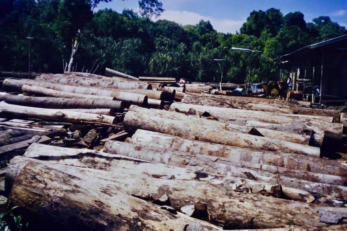 砍下的树桐堆在锯木厂旁。（受访者提供）