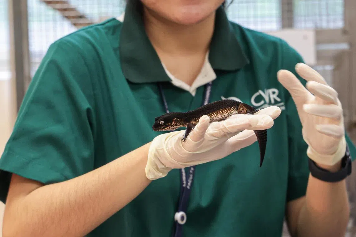 尽管图中的黑色豹纹守宫并非CITES列出的受保护动物，在许多国家也是可以合法饲养，但在我国同样禁止作为宠物饲养。（李冠卫摄）