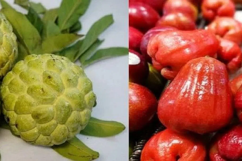 大陆明起暂停输入台湾番荔枝和莲雾 | 联合早报