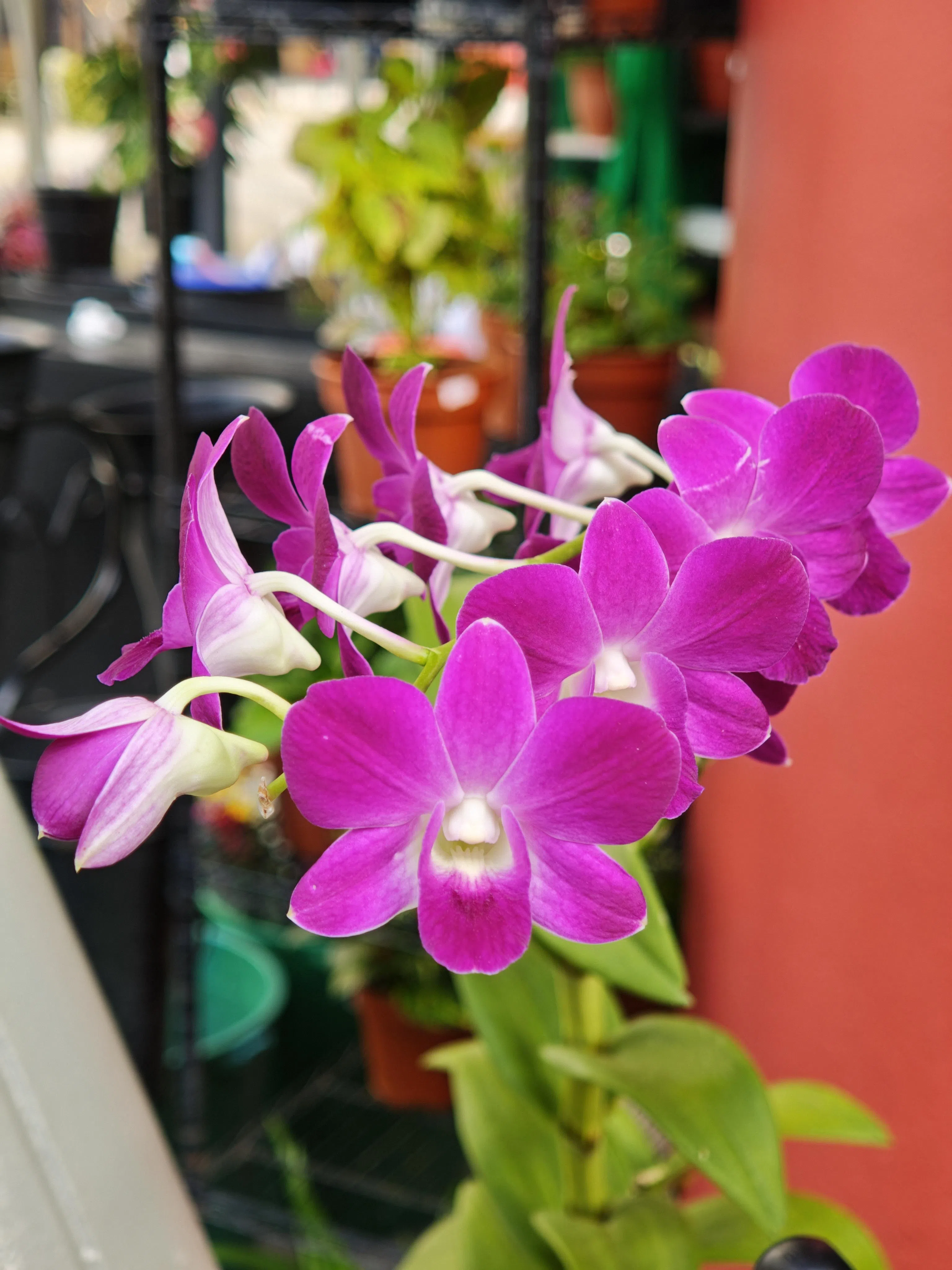 人像模式下，胡姬花的背景有自然柔和的虚化效果。（黄少伟摄）