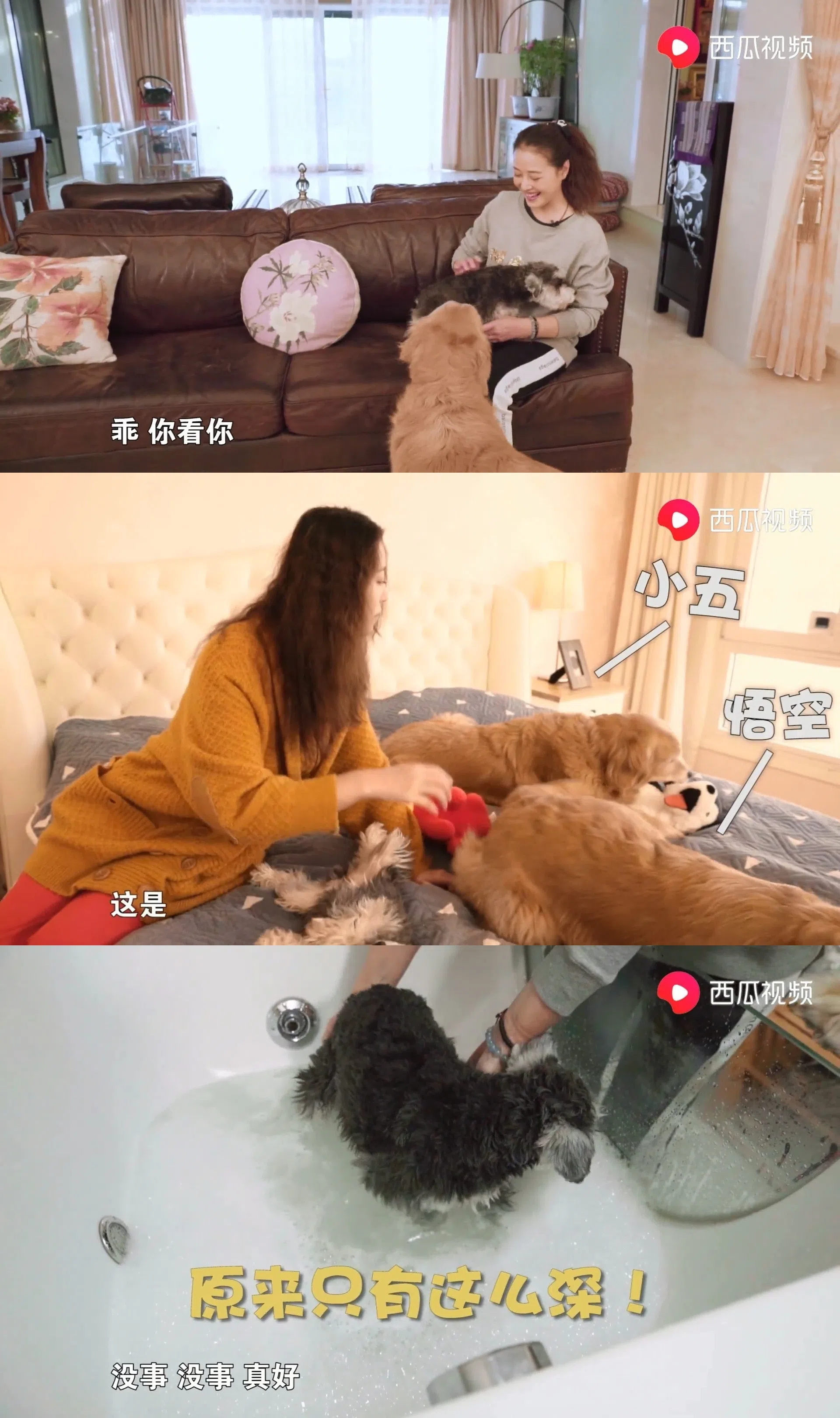 周海媚对待爱犬如家人。（互联网）