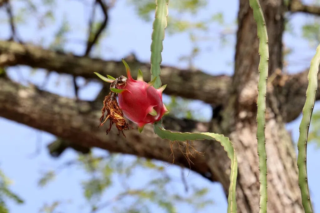 宏茂桥停车场老树结出火龙果 公众称奇