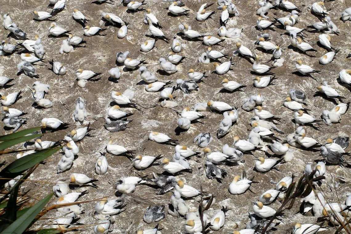 穆里怀沙滩上的塘鸟家族。（陈静芳摄）