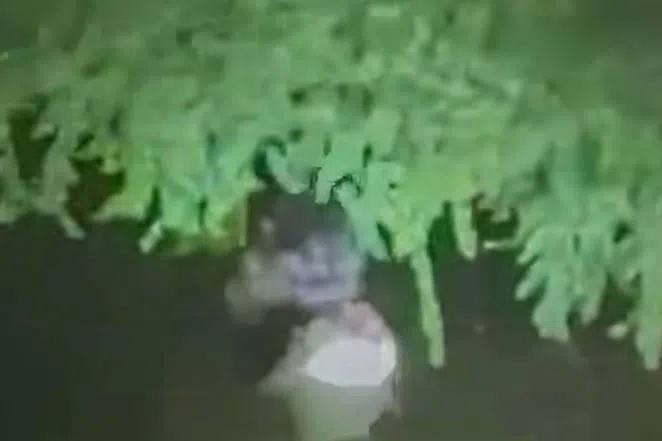 一只水獭在池塘里吃鱼。（取自AsiaOne）