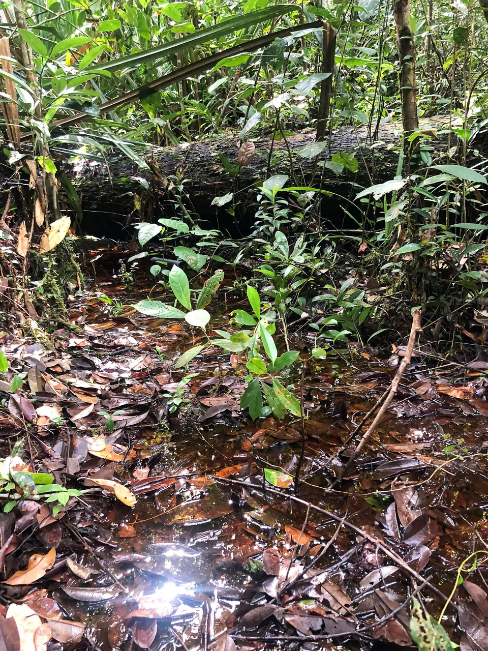 研究员早前到婆罗洲西北部考察的泥炭地之一。（南洋理工大学提供）