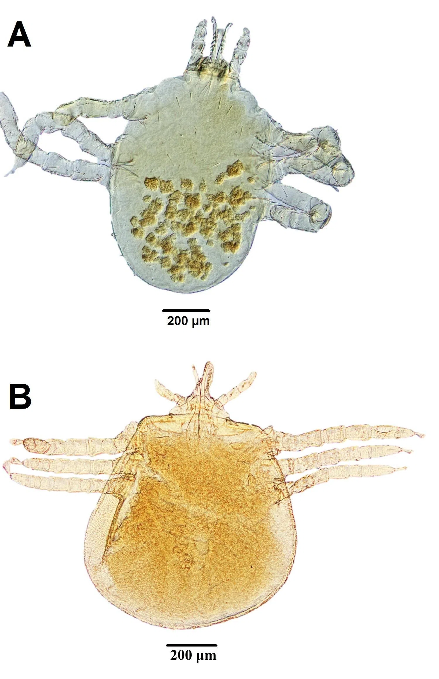 Argas pusillus也在菲律宾、中国、泰国和马来西亚栖息。（受访者提供）