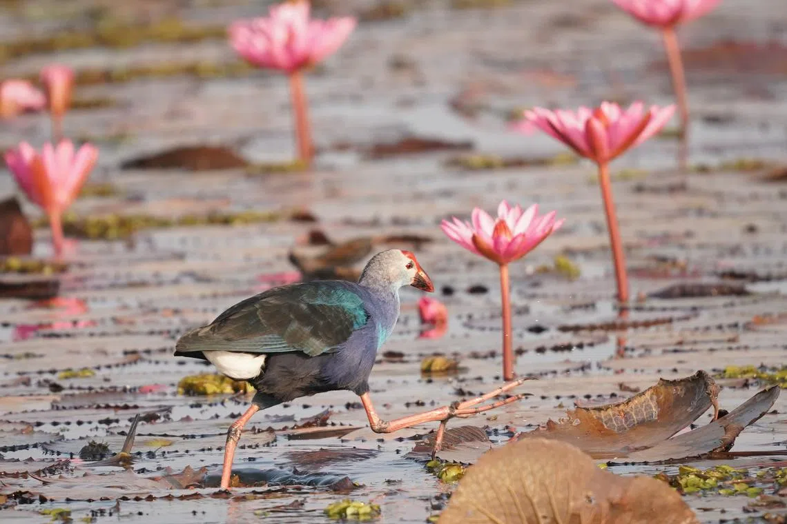 紫水鸡（Grey-headed Swamphen）大步追着猎物。（梁金菊摄）