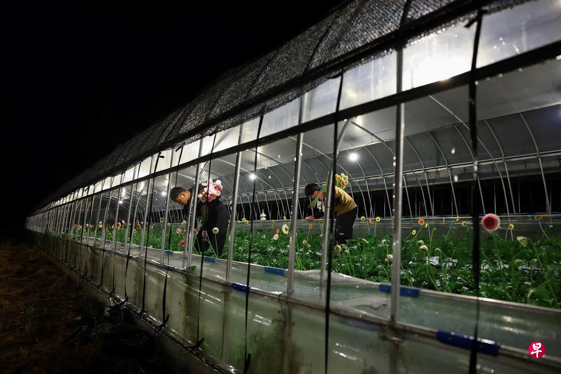 在日本栃木县的日光市，花农在入夜后仍忙着在温室内采摘非洲菊。 （路透社）