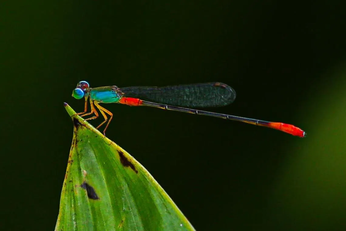 豆娘静止不动的时候会把翅膀收拢。这是黄蟌属（ornate coraltail）。 （李冠卫摄）