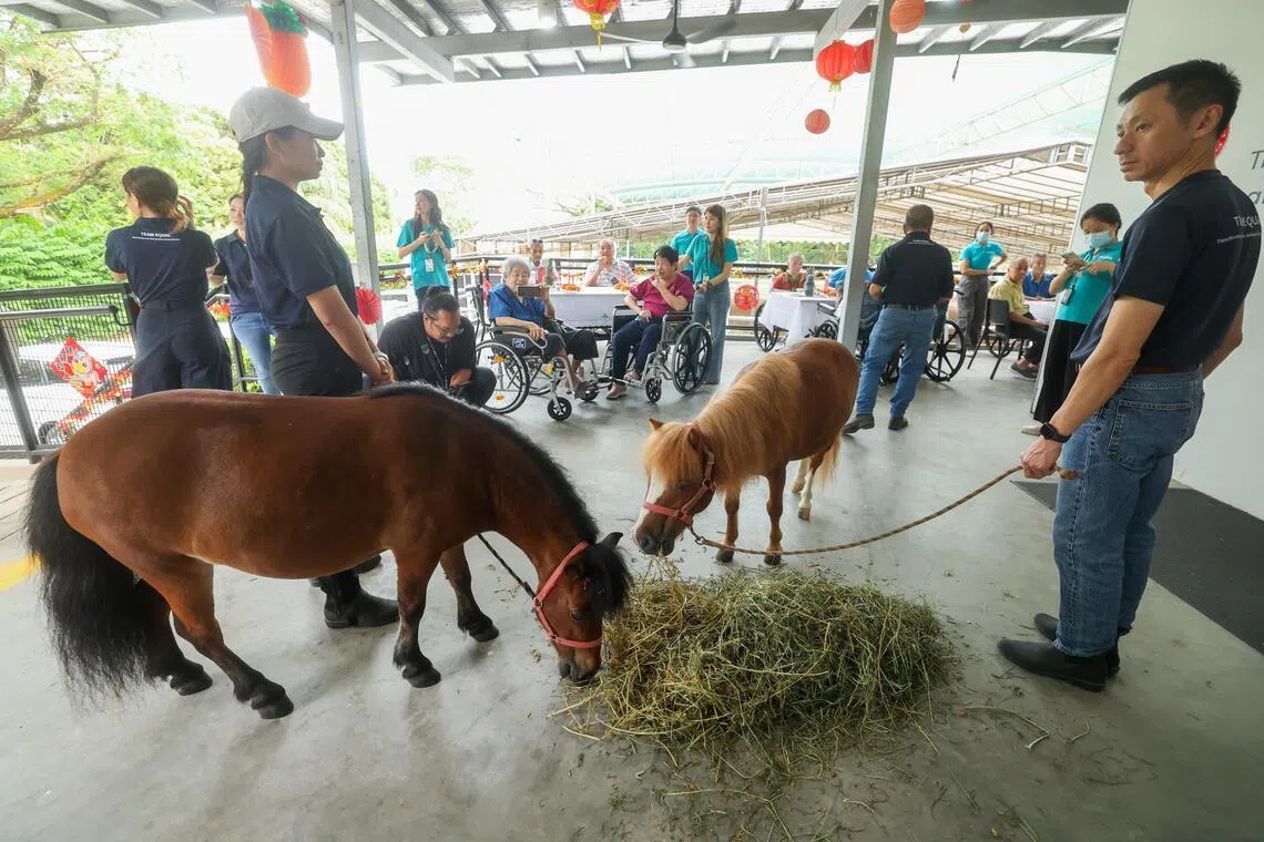 大年初四，用于疗愈的大型和微型马匹与20名长者一同“捞起”，场面温馨有趣。（吴先邦摄）