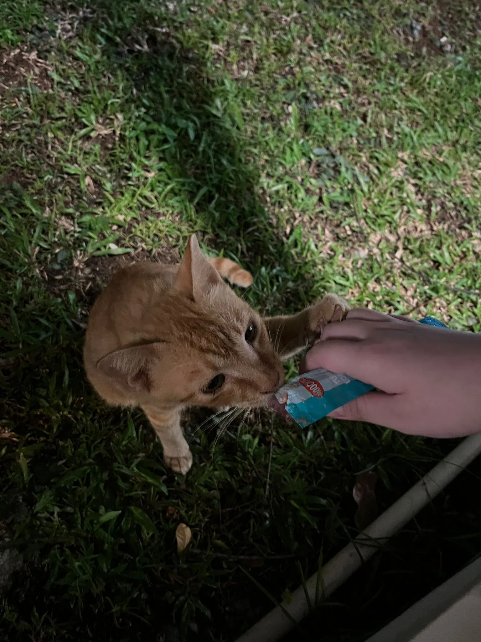 昨天去喂的时候，被其中一只猫抓了，还咬了一口。（作者提供）